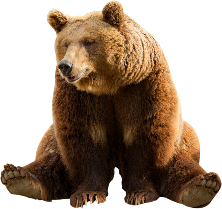 Brown Bear Cutout